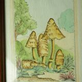 Pair of colorized mycological lithographs - Coprinus comatus, Psalliotta arvensis - 70s