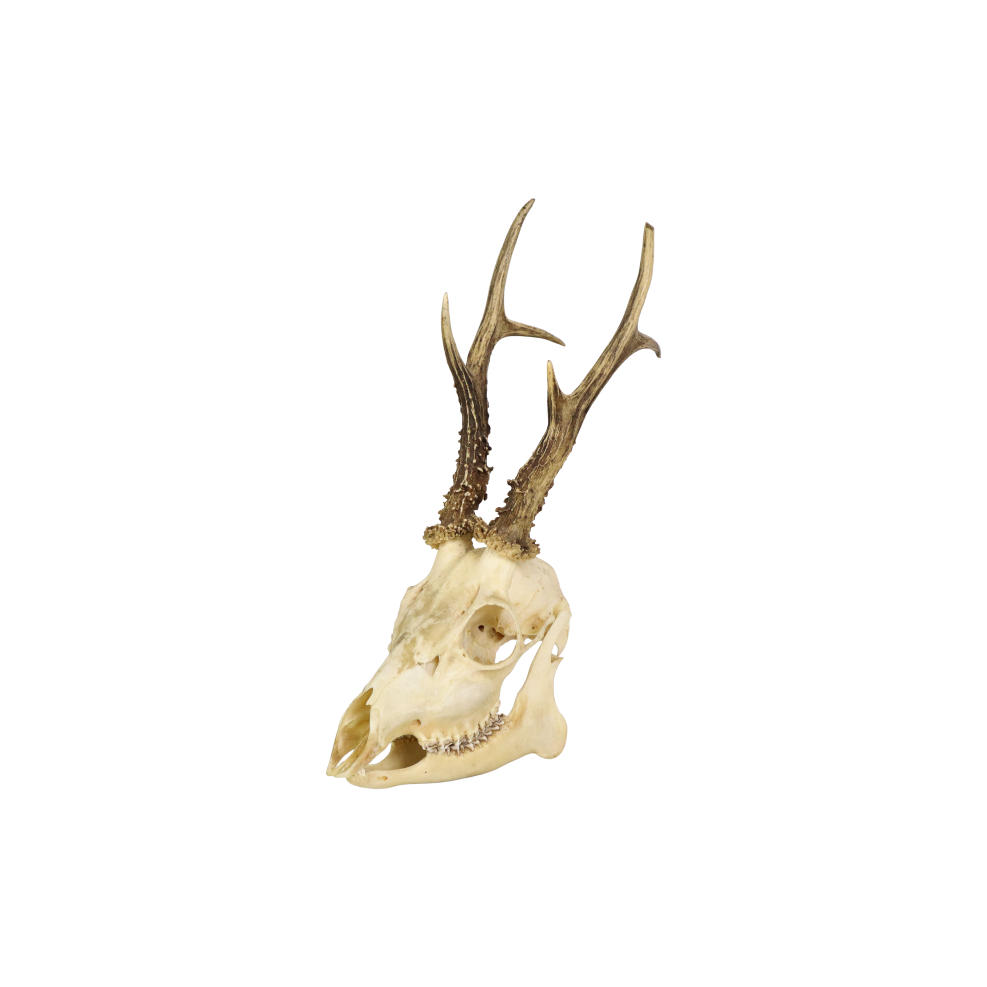 Deer skull taxidermy complete antlers skull deer 33cm