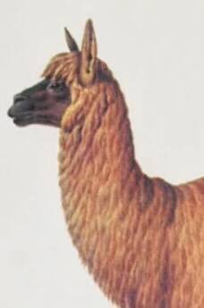 Beast illustrations from the natural history museum.