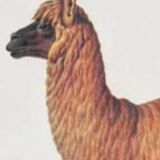 Beast illustrations from the natural history museum.