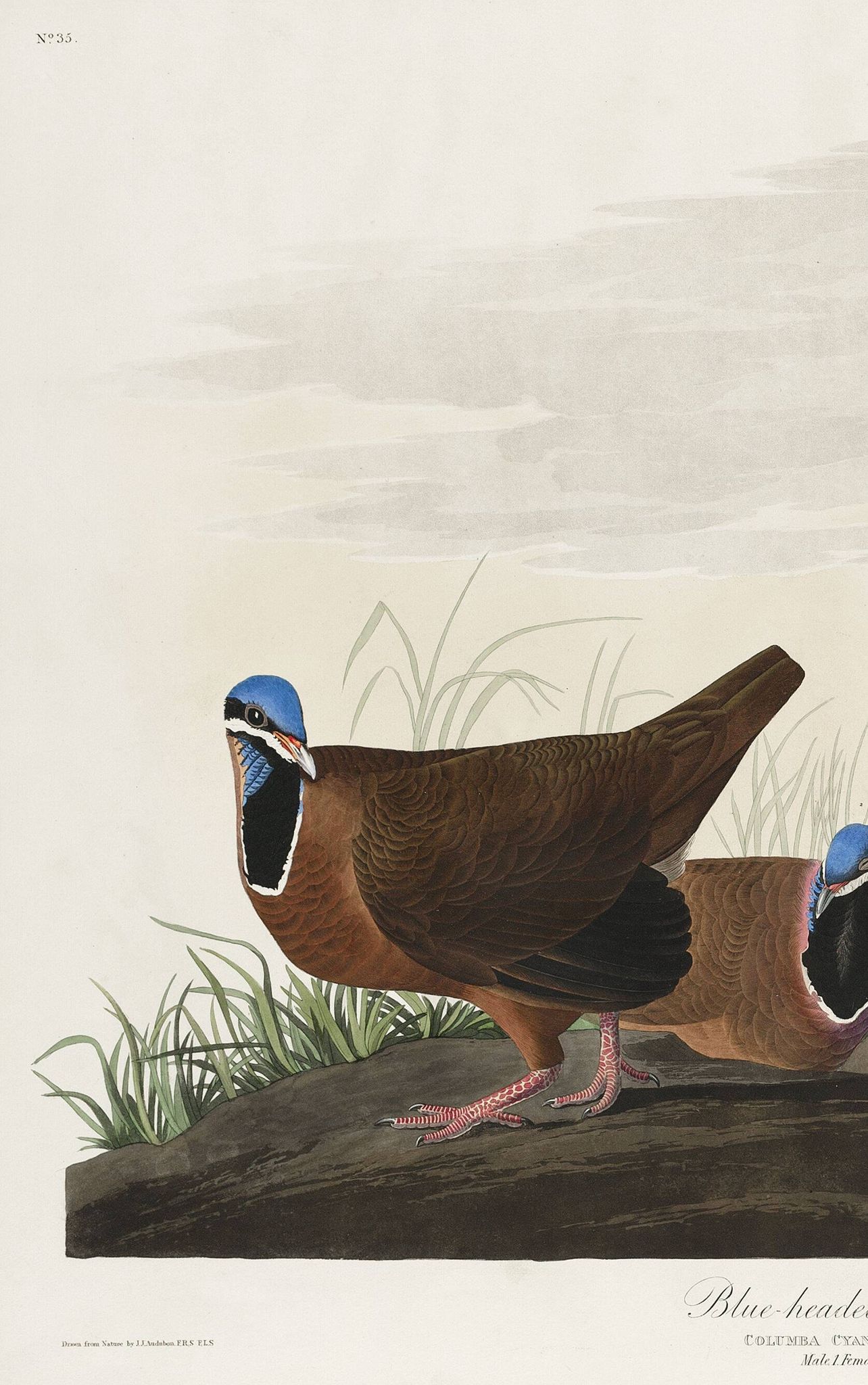 Affiche sur le Pigeon à tête bleue, d’après une gravure ancienne de 1827.