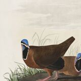 Poster about the Blue-headed Pigeon, after an old engraving from 1827.