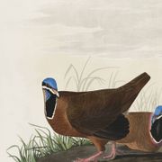 Affiche sur le Pigeon à tête bleue, d’après une gravure ancienne de 1827.