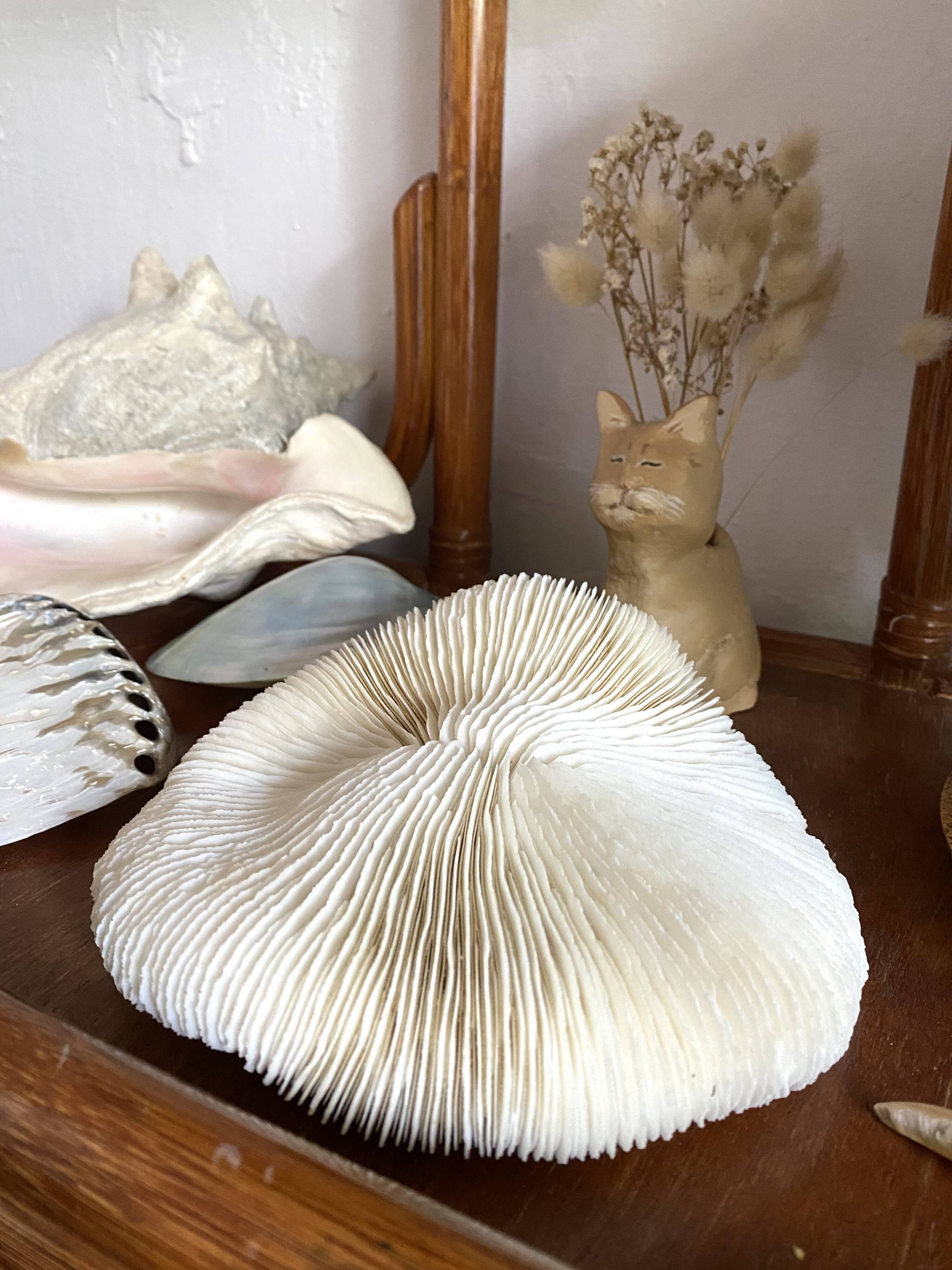 White Coral Fungia 70s