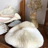 White Coral Fungia 70s