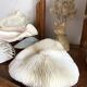White Coral Fungia 70s
