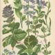 Affiche botanique, 1906, herbes annuelle, boraginaceae