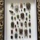Entomological box Deyrolle Paris - Important collection of Coleoptera