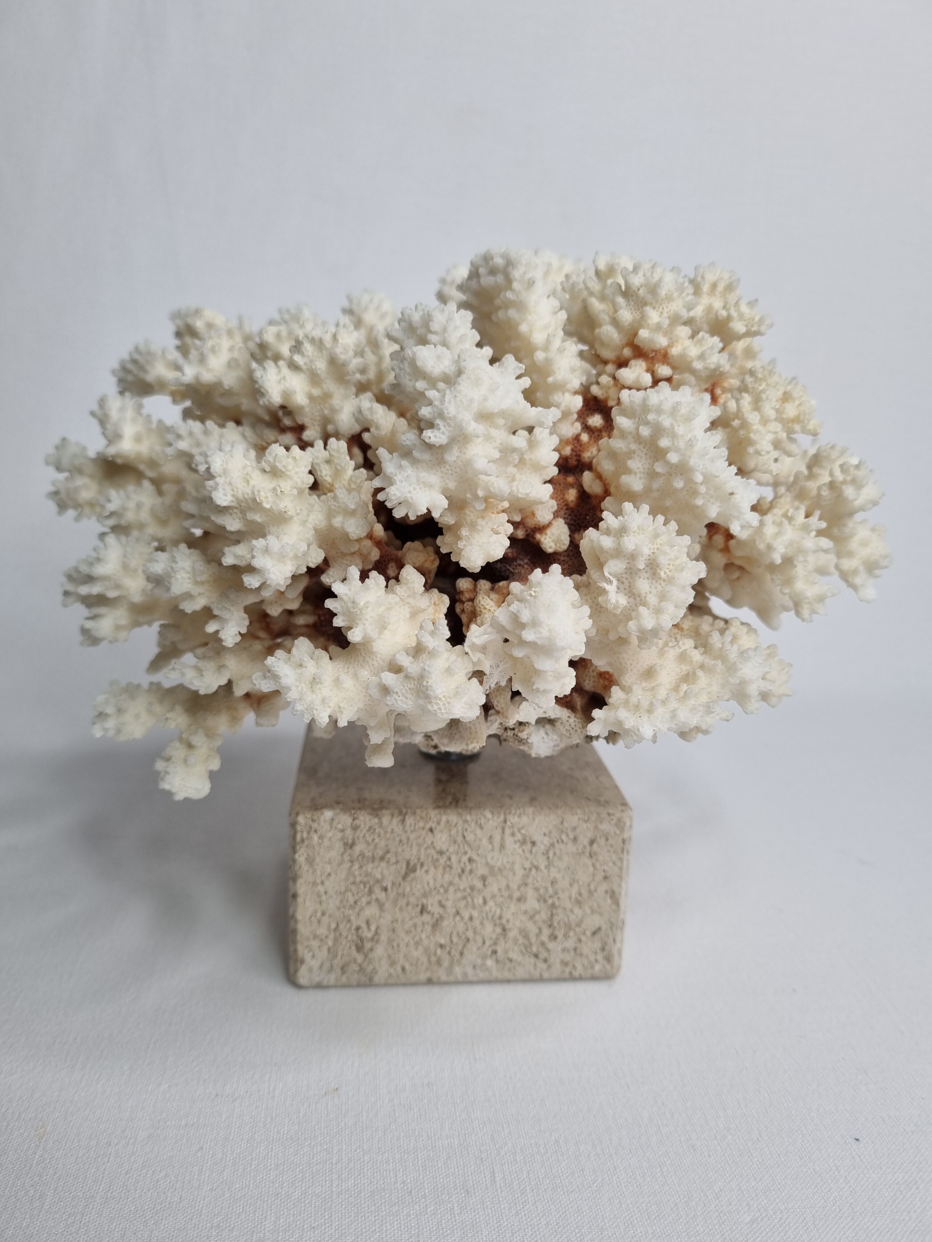 Old white coral in branches on base, 24 cm