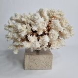 Old white coral in branches on base, 24 cm