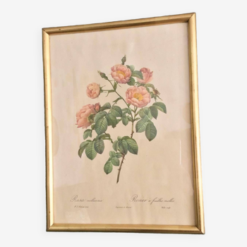 Large vintage frame redouté rose bush