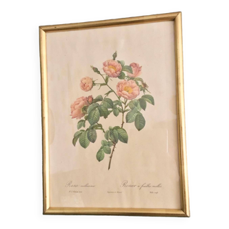 Large vintage frame redouté rose bush
