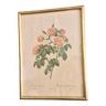 Large vintage frame dreaded rose bush
