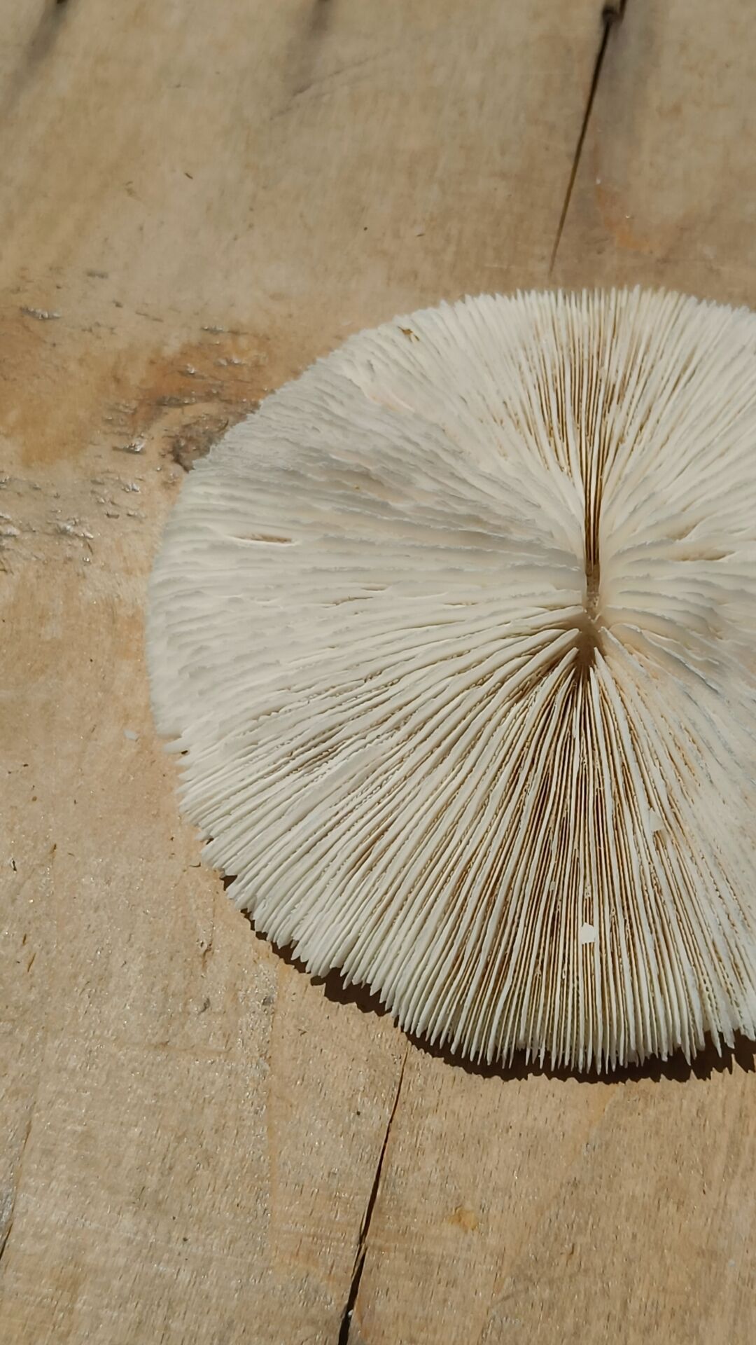 Natural white coral