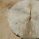 Natural white coral