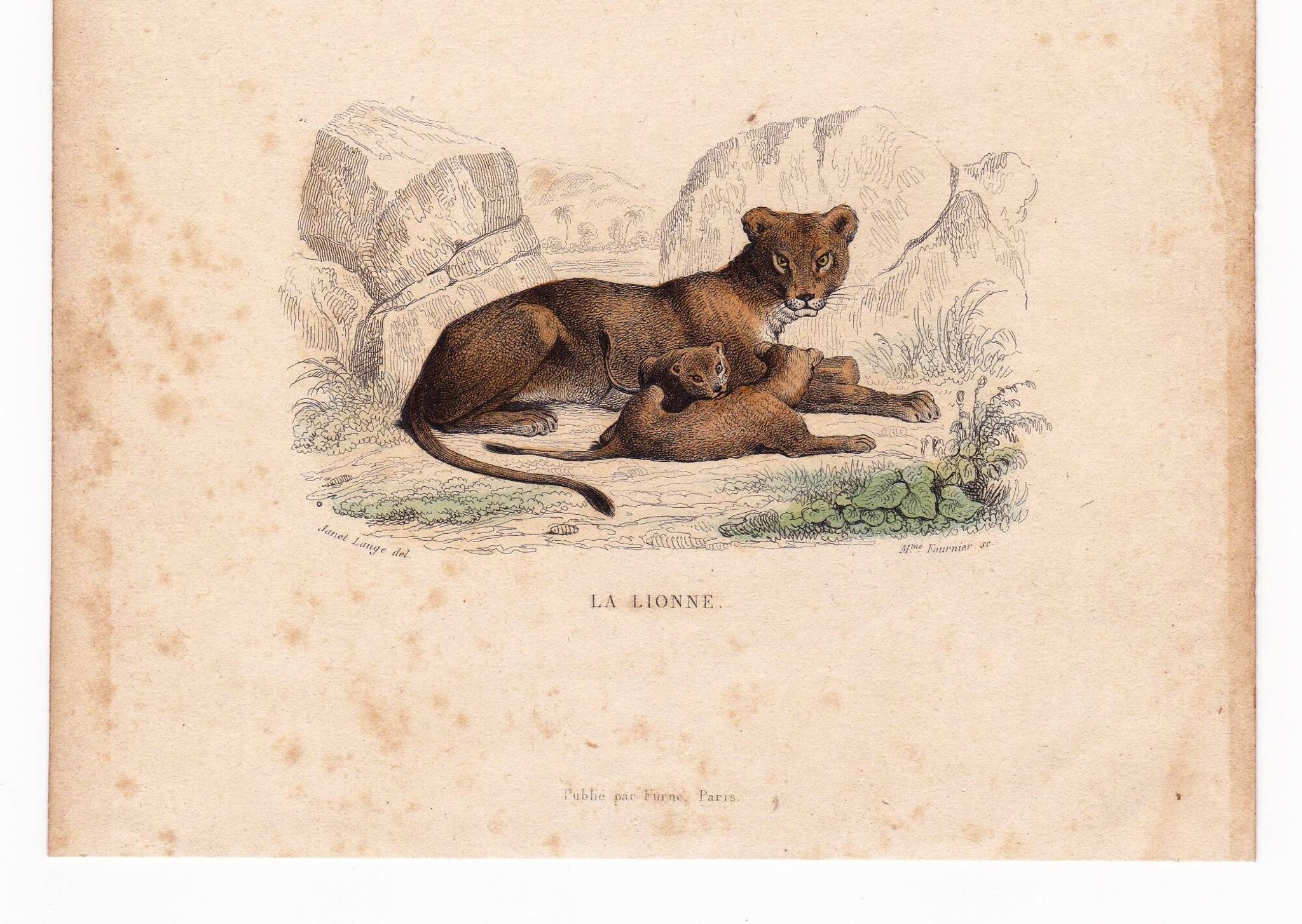 19th Century Engraving 1850 Lion Lioness Lion Cub Animals Feline