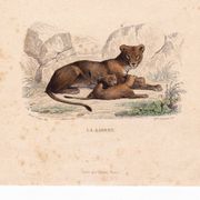 19th Century Engraving 1850 Lion Lioness Lion Cub Animals Feline