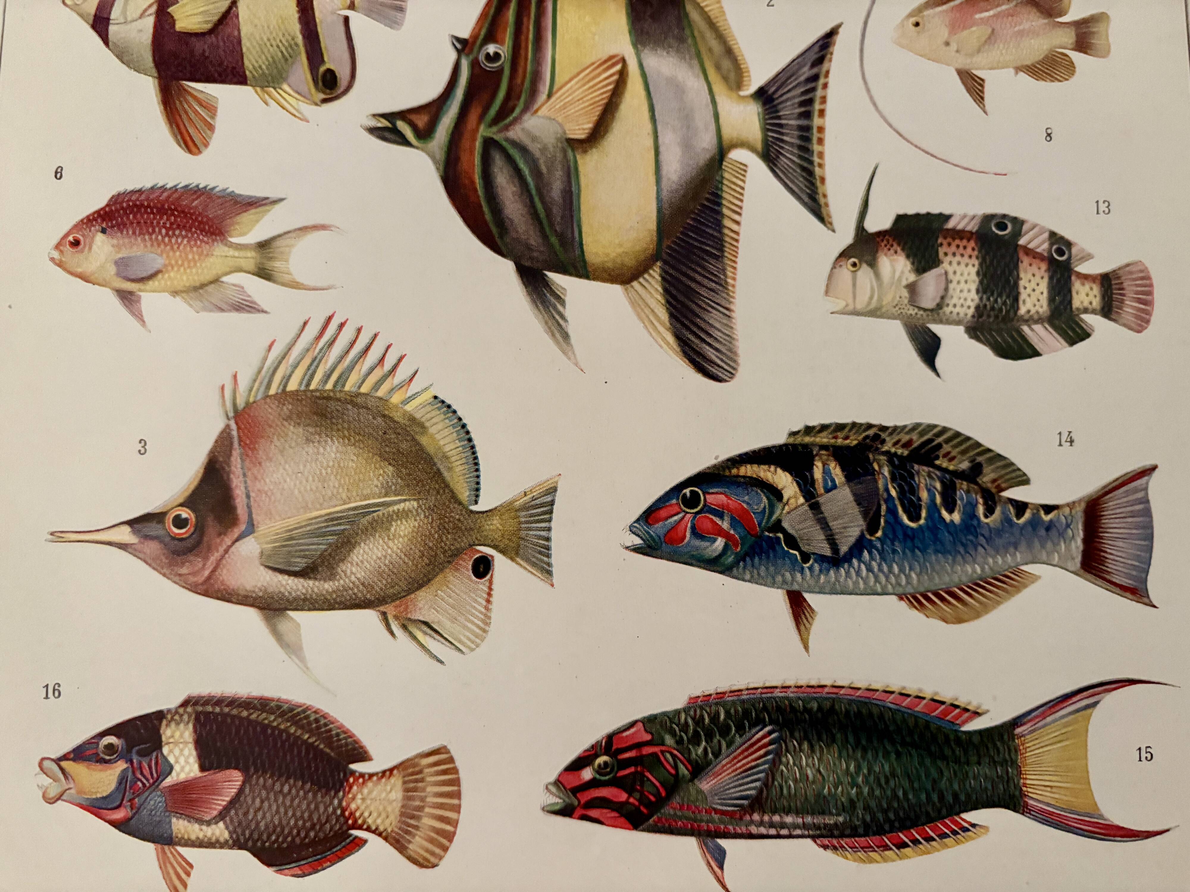 Old illustrated plate on coral reef fish - 1920