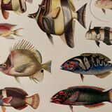 Old illustrated plate on coral reef fish - 1920