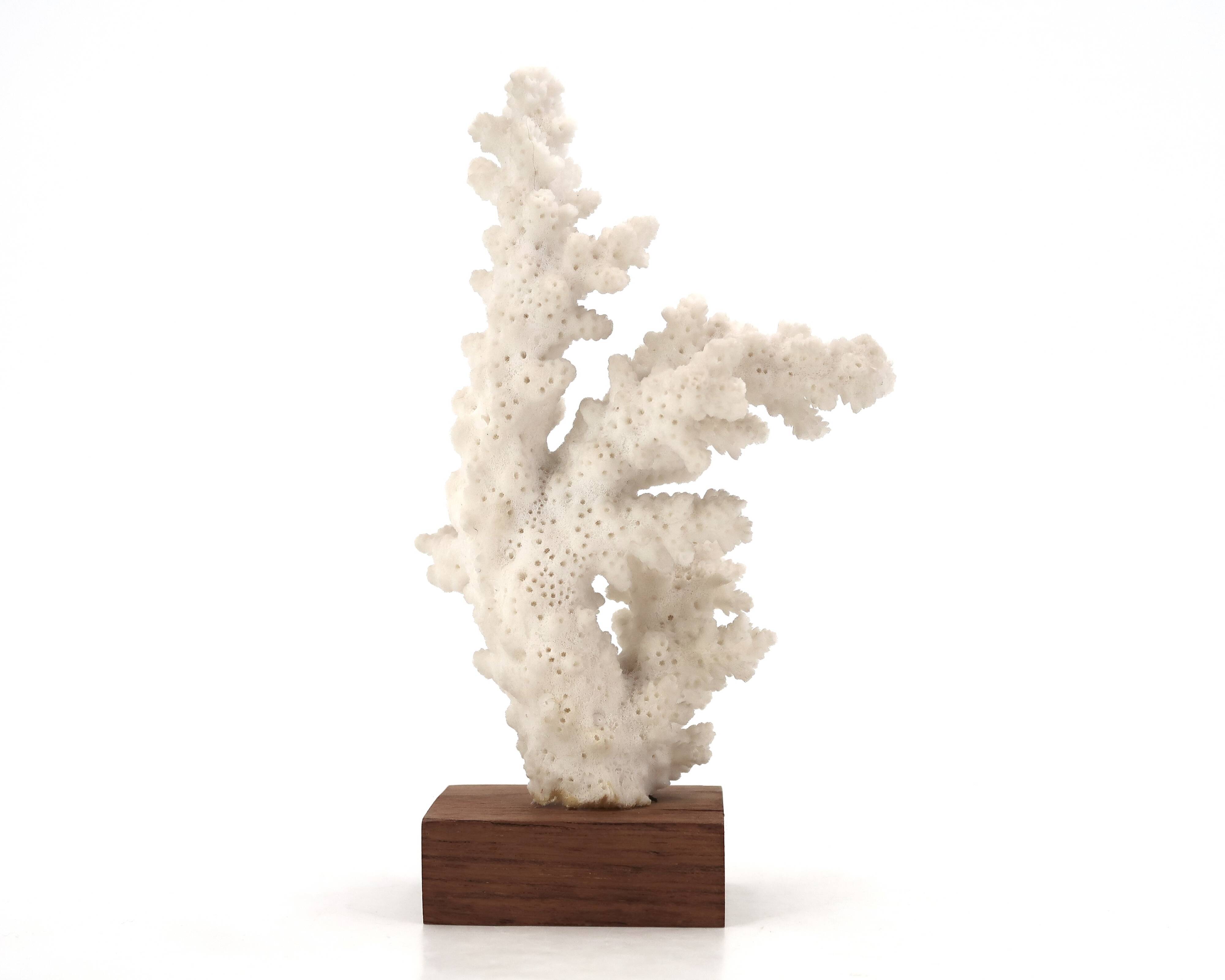 Natural white coral on a wooden base, 1970s.