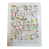 Lithograph on mushrooms from 1928 "amanita"
