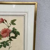 2 lithographies encadrées Rosiers P.J. Redouté