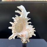 Antique Murex Ramosus Shell on a turned wooden base Napoleon III 19th century