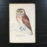 Owl ornithological board