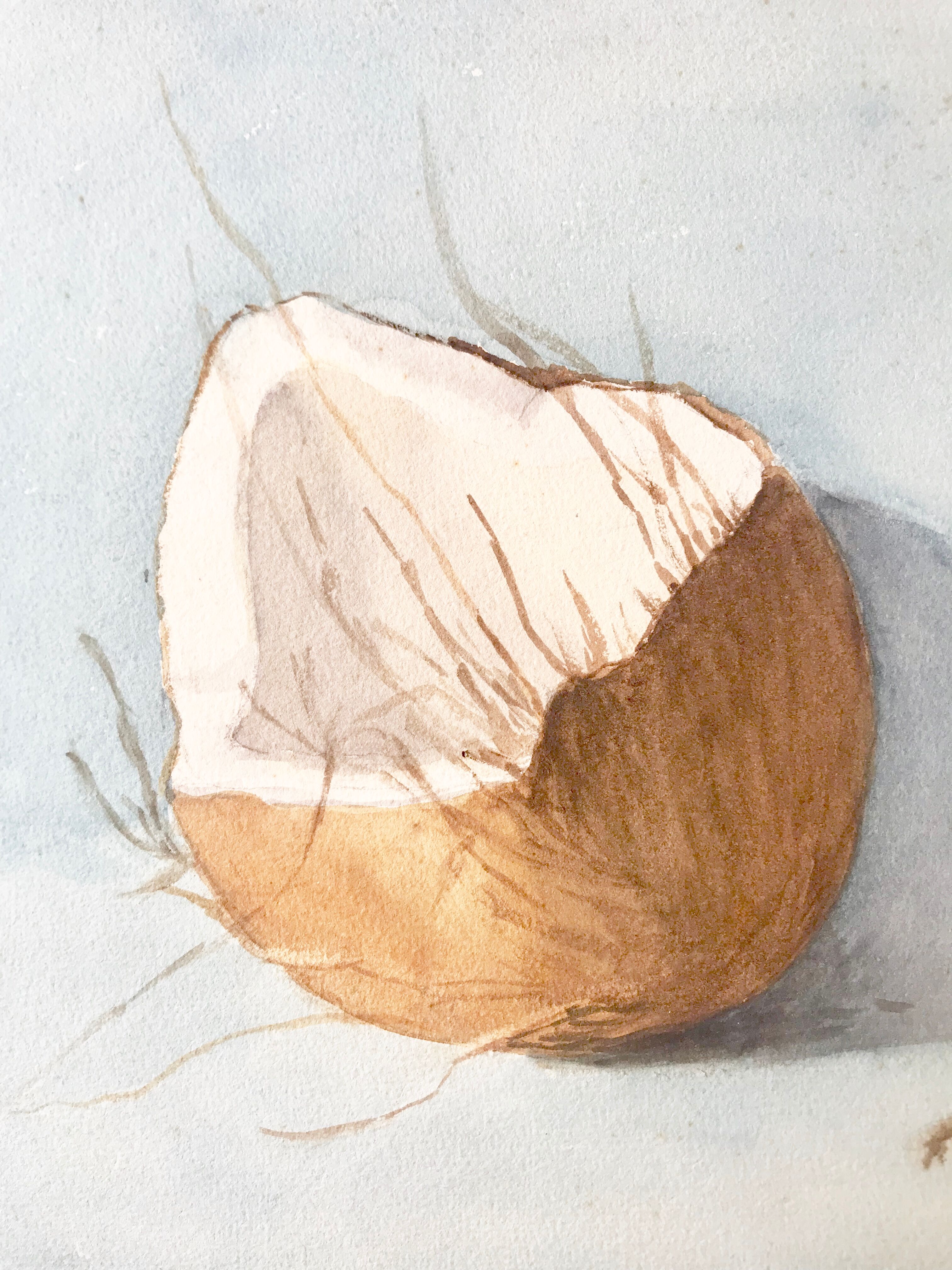Ancient watercolor depicting an open coconut