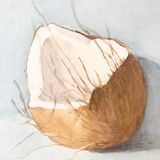 Ancient watercolor depicting an open coconut