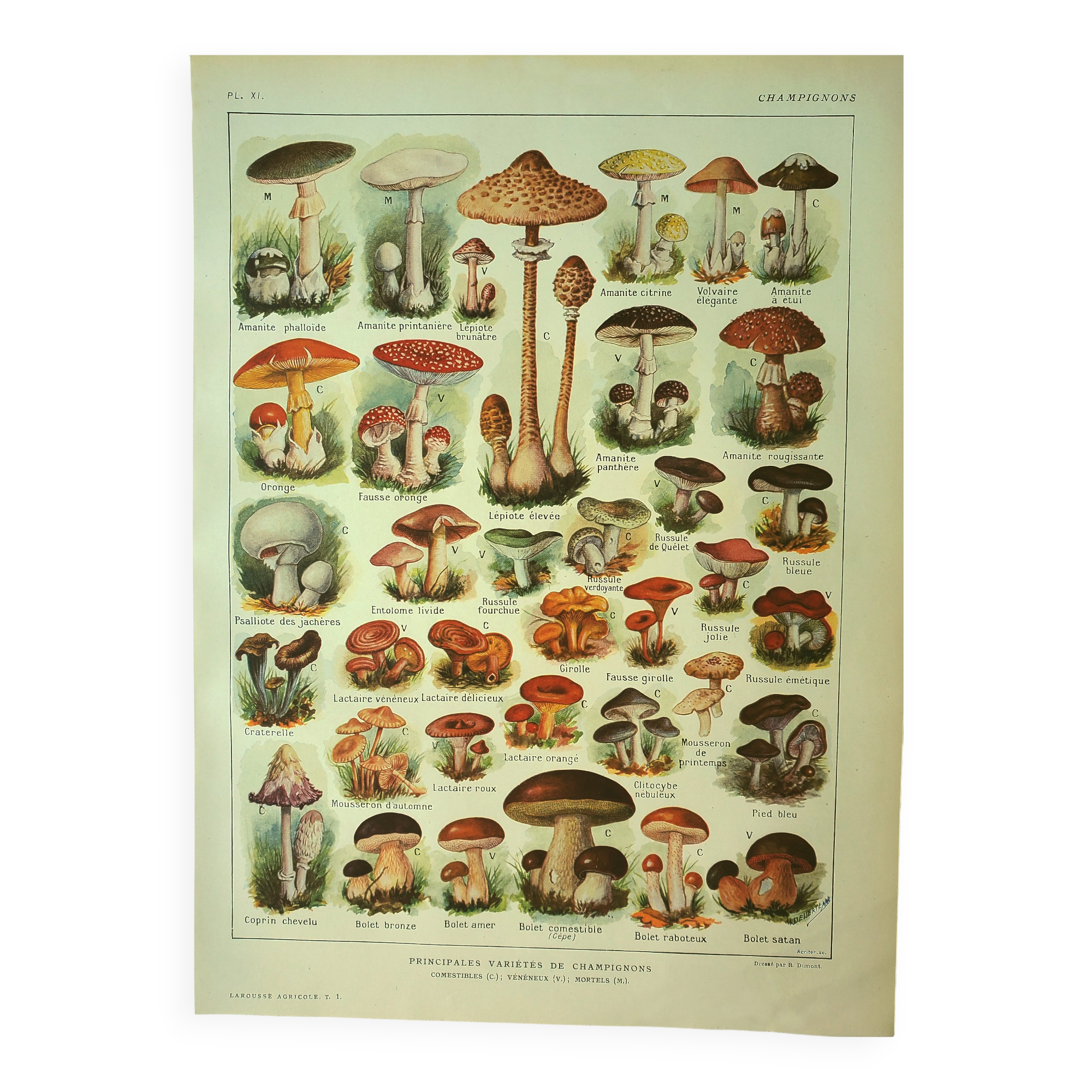 Antique engraving 1921 - Mushroom - vintage lithograph plate