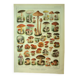 Gravure ancienne 1921 - Champignon - planche lithographie vintage