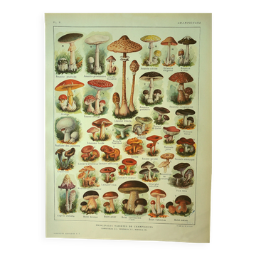 Antique engraving 1921 - Mushroom - vintage lithograph plate