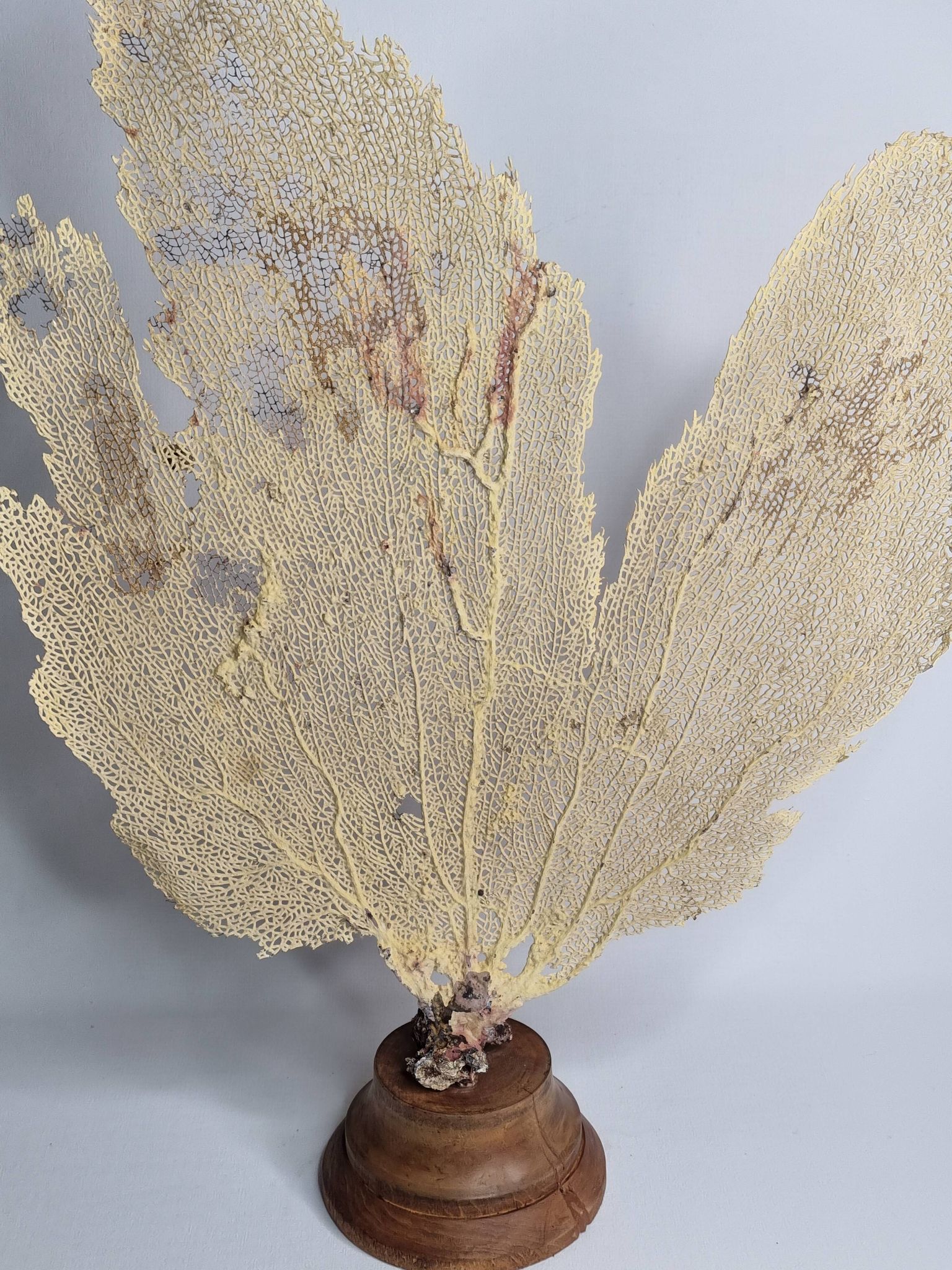 Ancient fan coral on a wooden base, large decorative specimen, 59 cm.