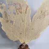 Antique fan coral on wooden base, Large decorative specimen, 59 cm