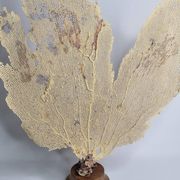 Ancient fan coral on a wooden base, large decorative specimen, 59 cm.