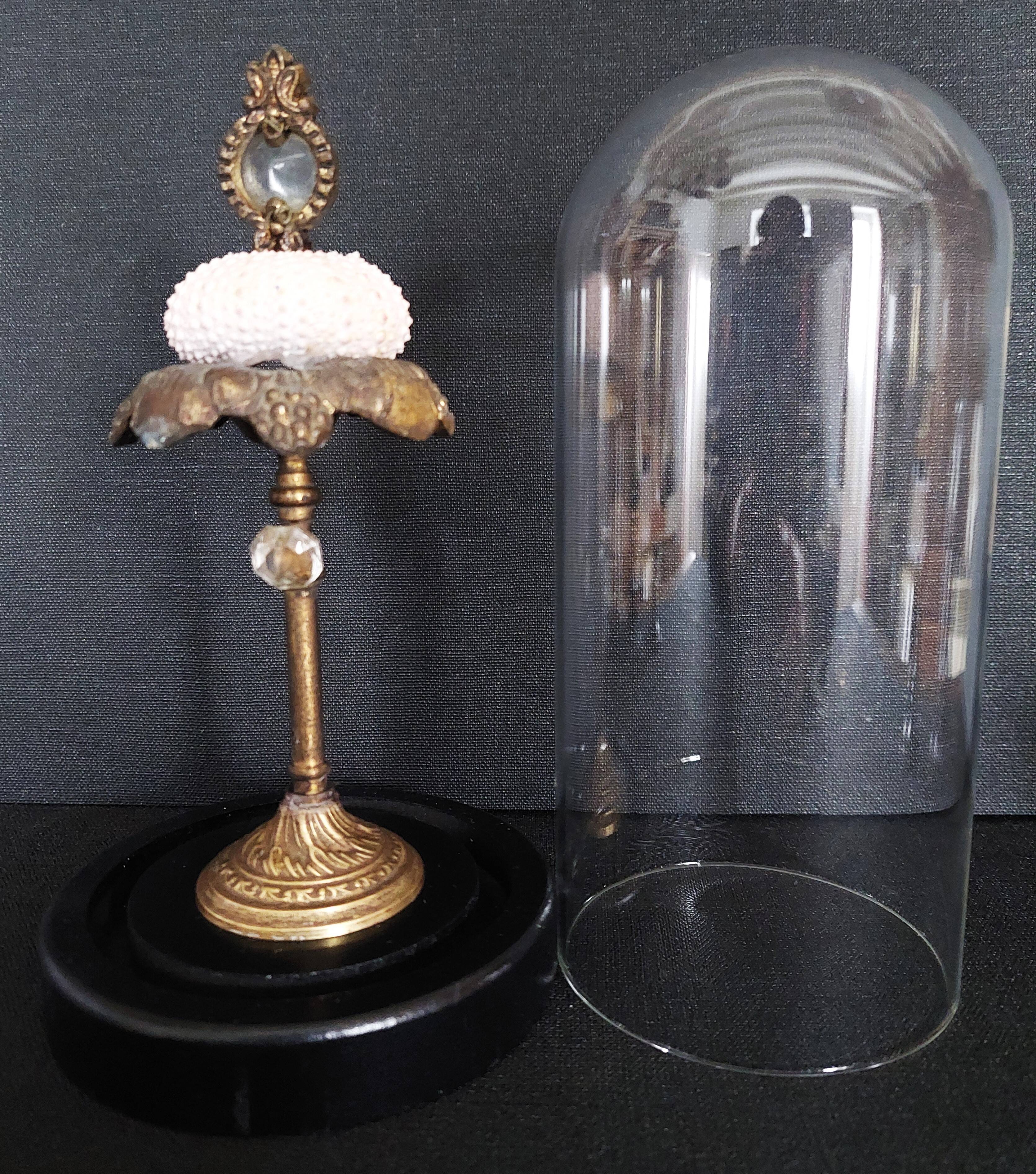 Cabinet of Curiosities globe with sea urchin paracentrotus lividus