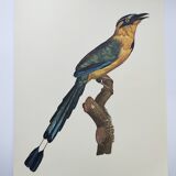 Old plate -Momot- Vintage ornithological illustration of birds