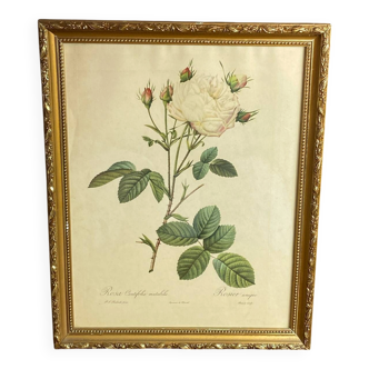 Botanical print Rosa Centifolia, J-P Redouté