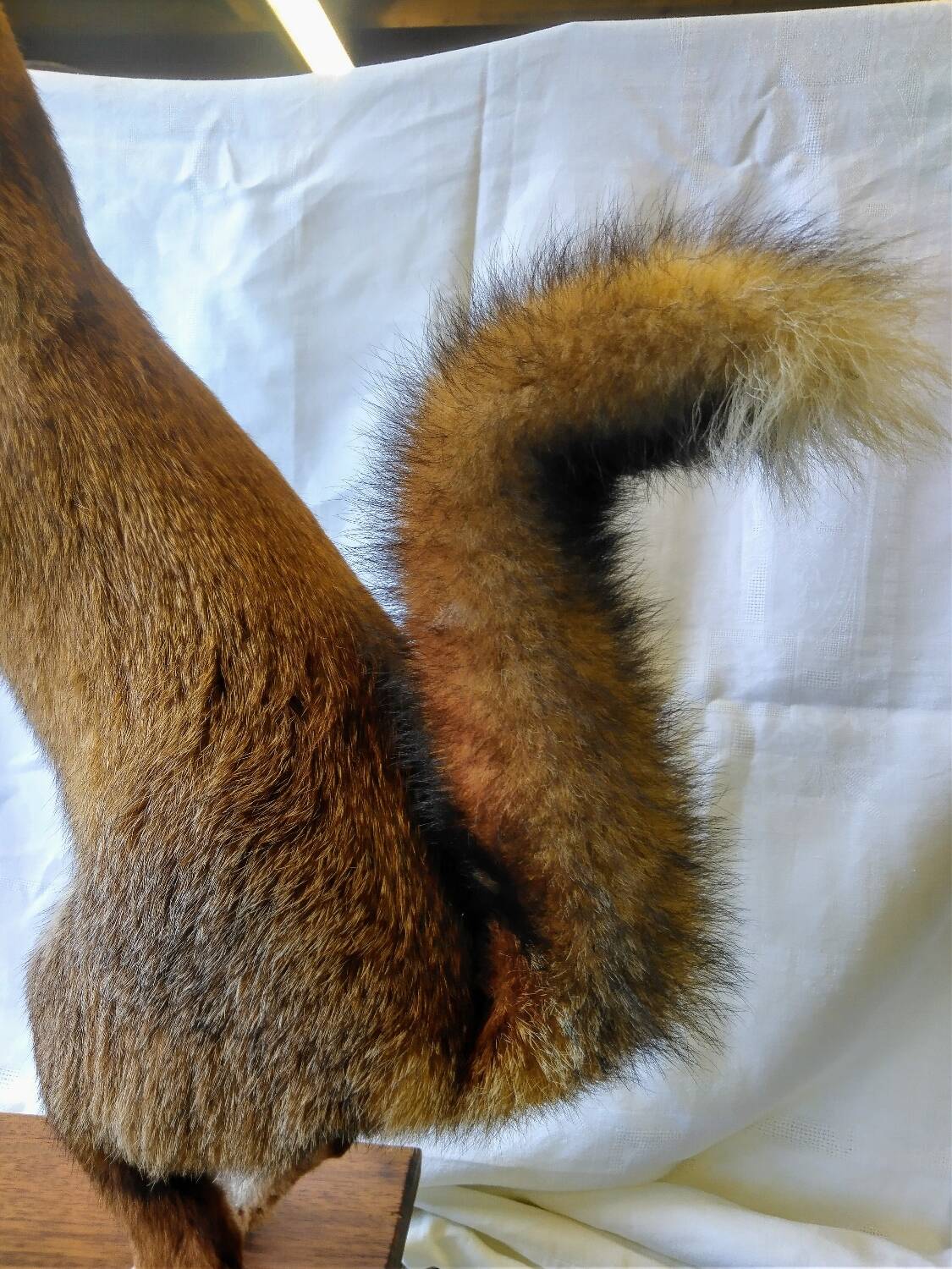 Stuffed fox taxidermy