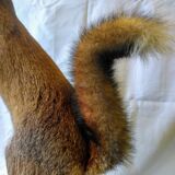 Stuffed fox taxidermy