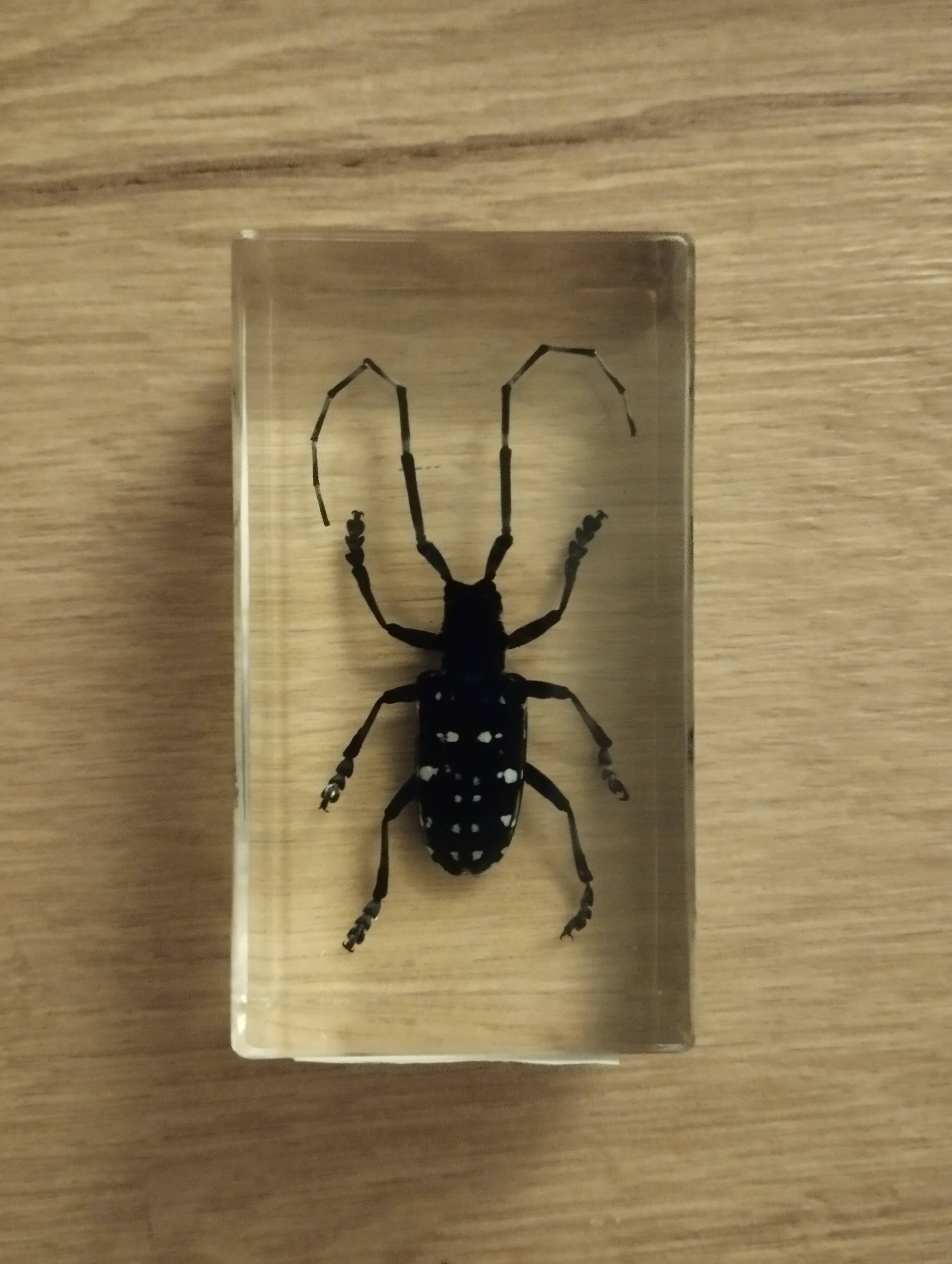 Insecte en bloc résine