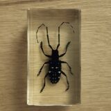 Resin block insect