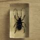 Insecte en bloc résine