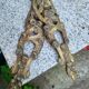 Bronze Copper Ornament