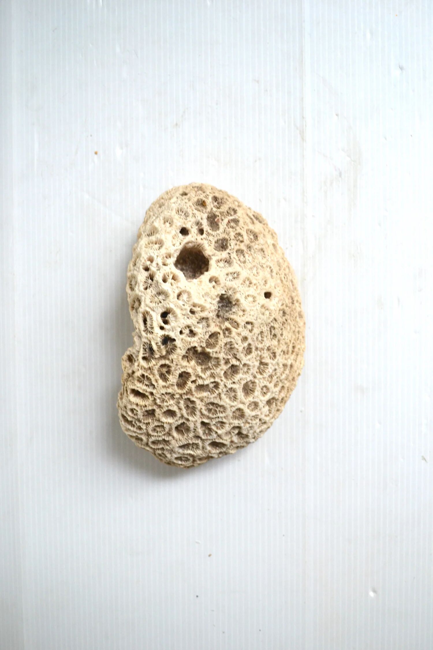 White coral