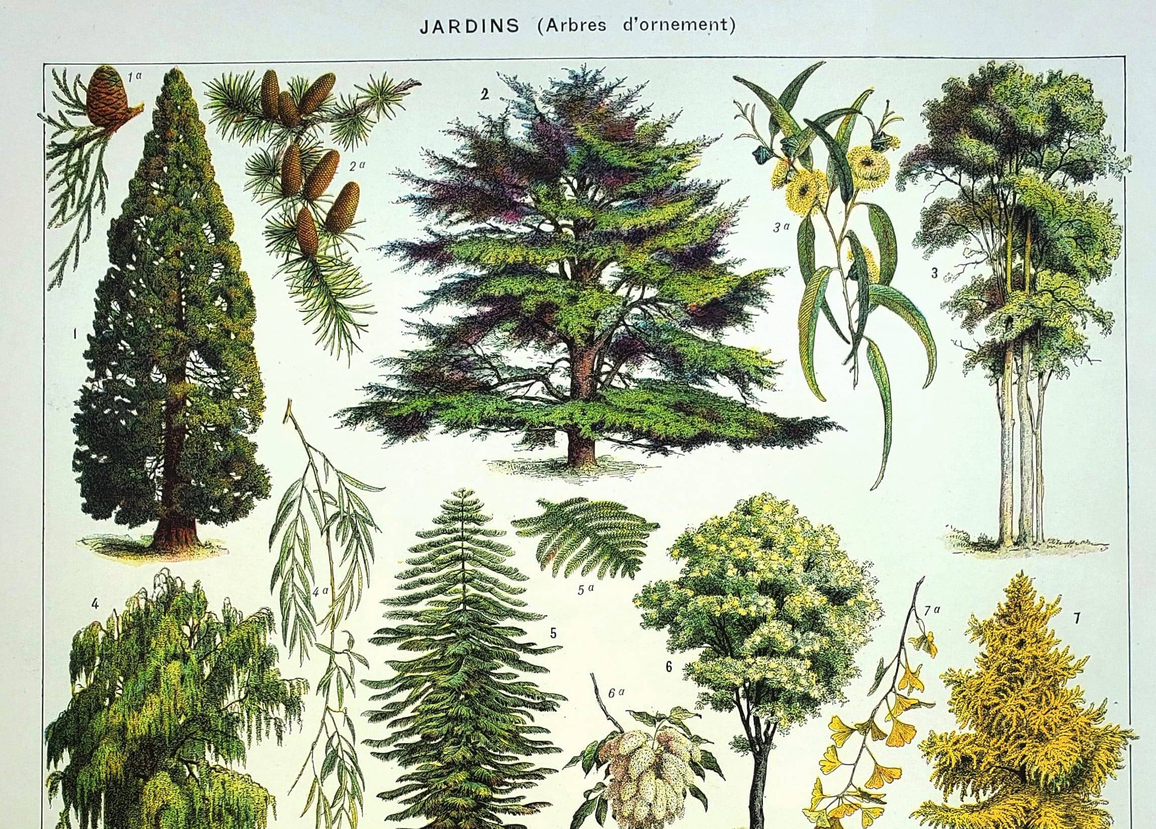 Old engraving - 1928 - Gardens by A. Millot - Lithograph of a tree