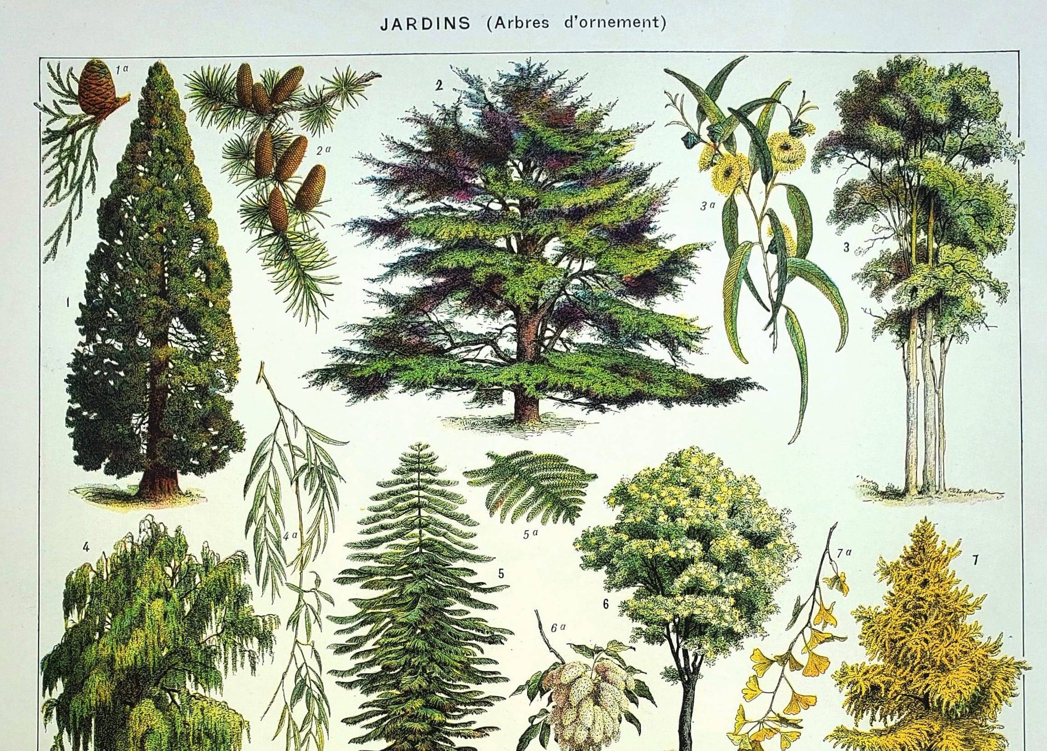 Gravure ancienne - 1928 - Jardins par A. Millot - Lithographie arbre