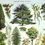 Gravure ancienne - 1928 - Jardins par A. Millot - Lithographie arbre