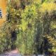 Landscape painting in oil on canvas, signed.